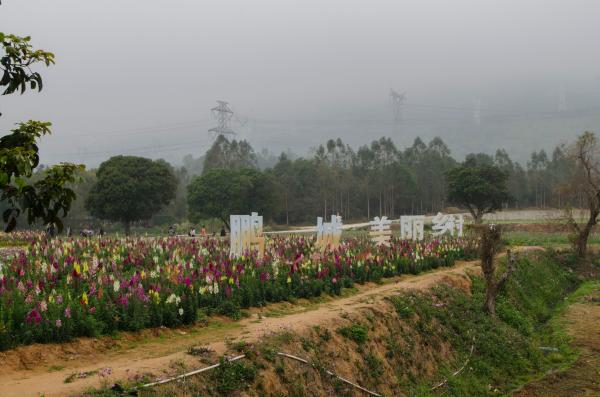 鹏城美丽乡村