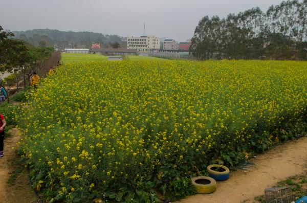 鹏城美丽乡村