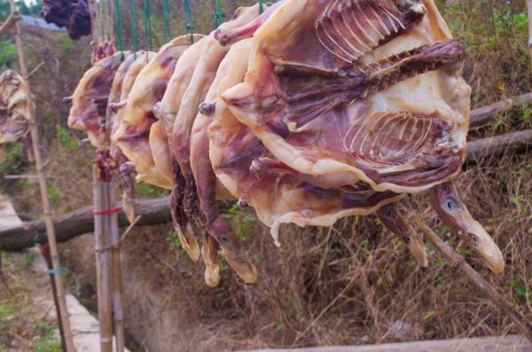 南雄帽子峰林场