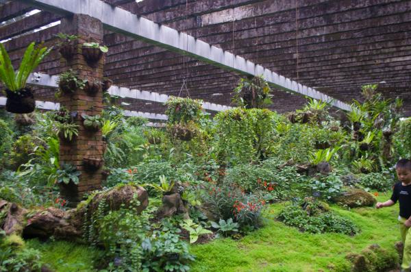 仙湖植物园