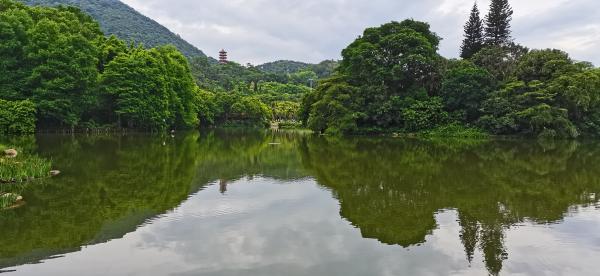 仙湖植物园