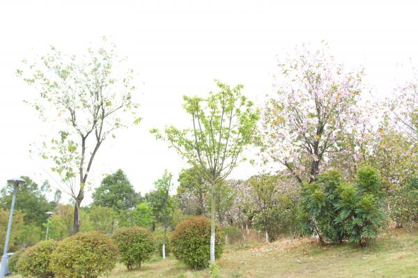 聚龙山