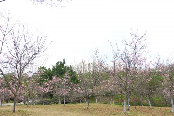 聚龙山