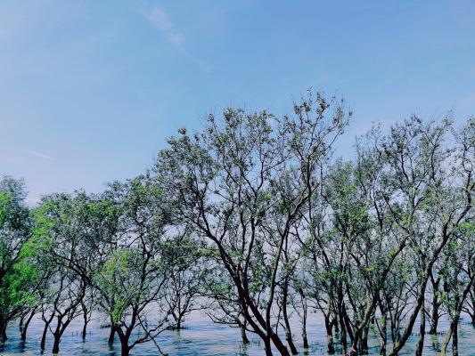 西湾红树林