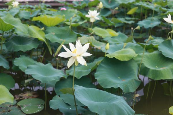洪湖