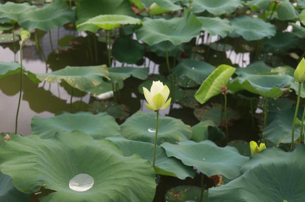 洪湖