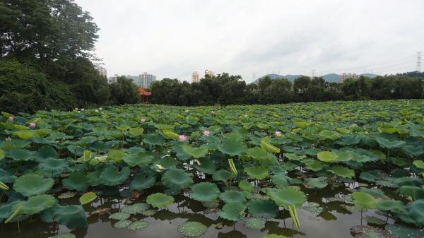 洪湖