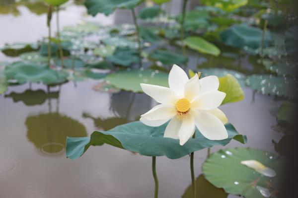 洪湖
