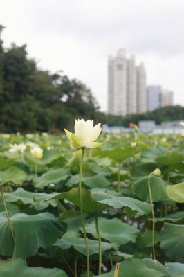 洪湖