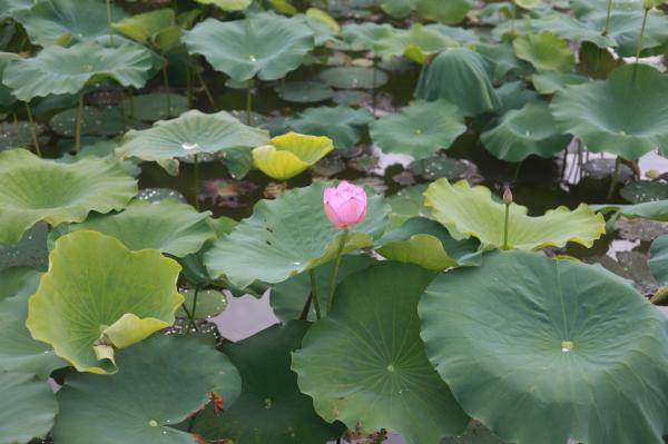 洪湖