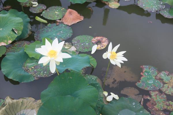 洪湖