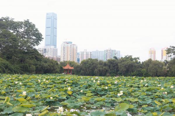 洪湖
