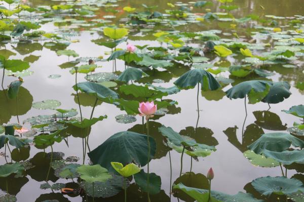 洪湖