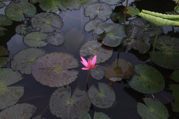洪湖