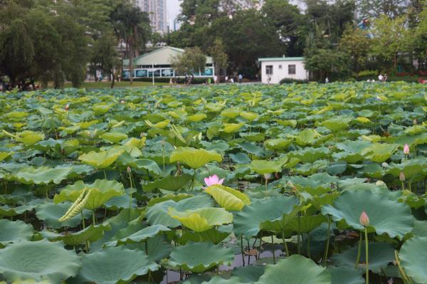 洪湖