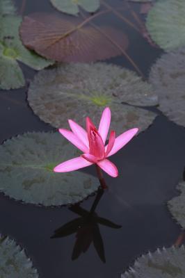 洪湖