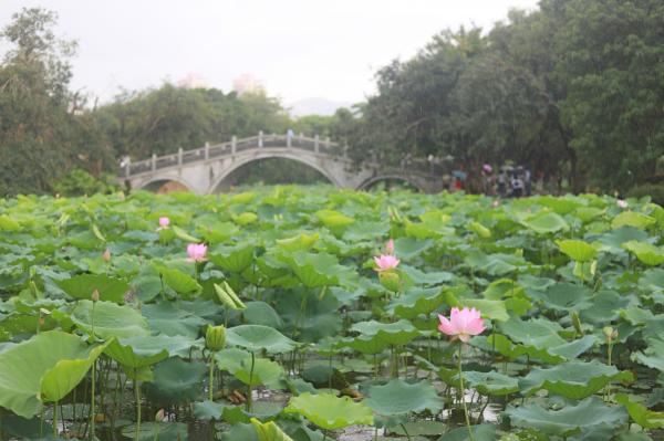 洪湖