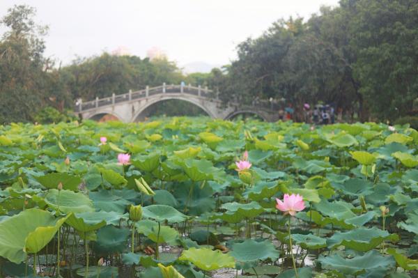 洪湖