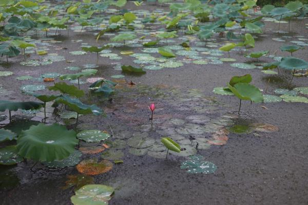 洪湖