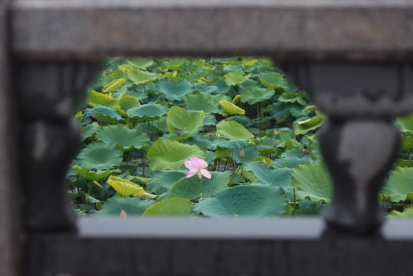 洪湖