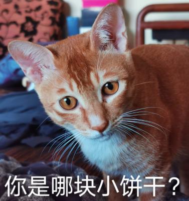 表情包