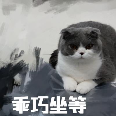 表情包