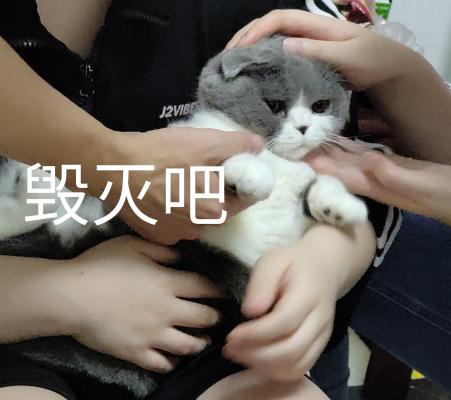 表情包