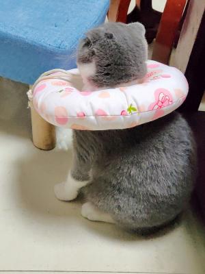 表情包
