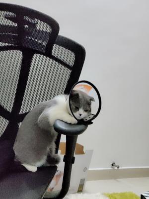 表情包