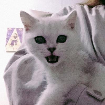 表情包