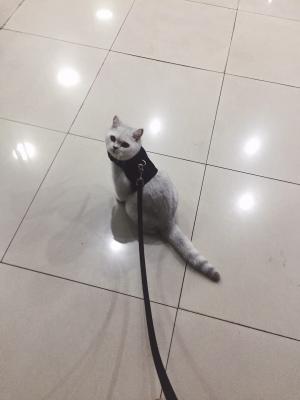 表情包