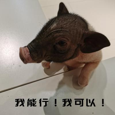 表情包