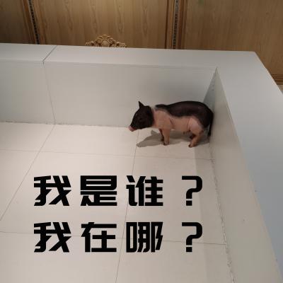 表情包