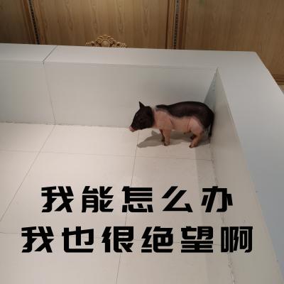 表情包