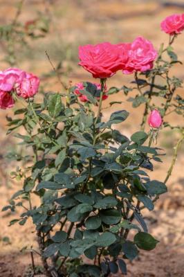 美丽乡村百花节