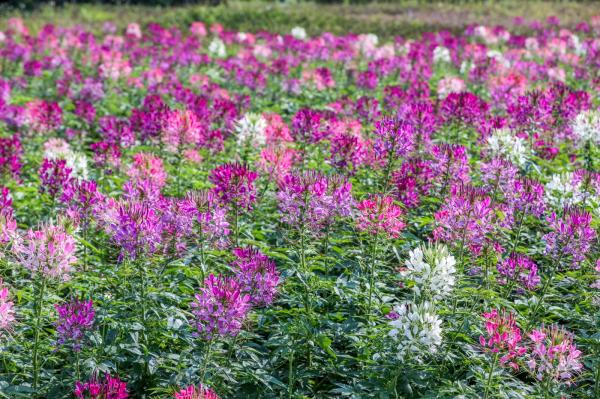 美丽乡村百花节