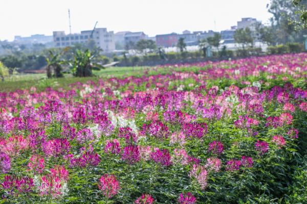 美丽乡村百花节