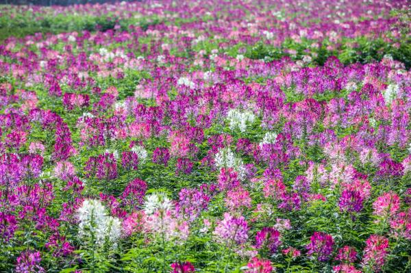 美丽乡村百花节