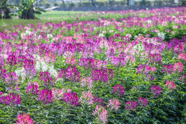 美丽乡村百花节