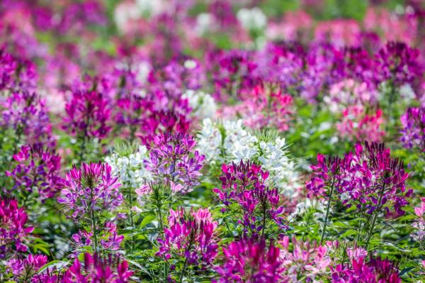 美丽乡村百花节