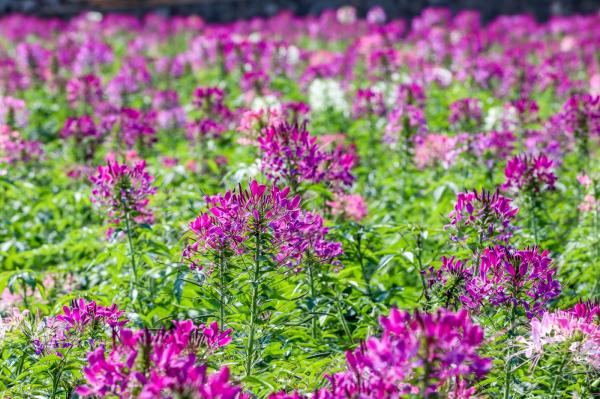 美丽乡村百花节