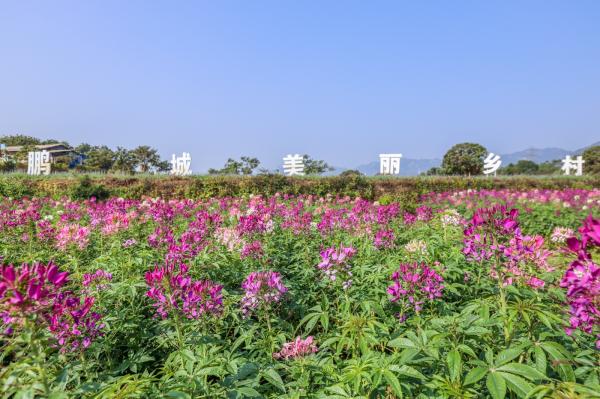 美丽乡村百花节