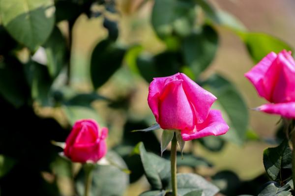 美丽乡村百花节