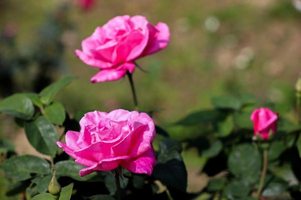 美丽乡村百花节