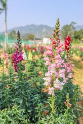 美丽乡村百花节