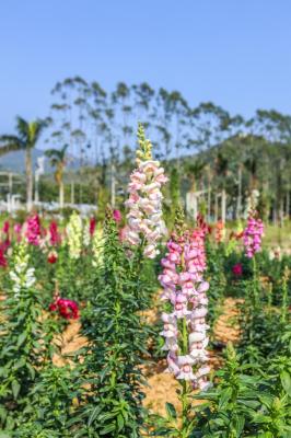 美丽乡村百花节