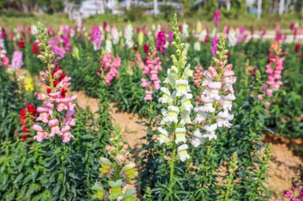 美丽乡村百花节