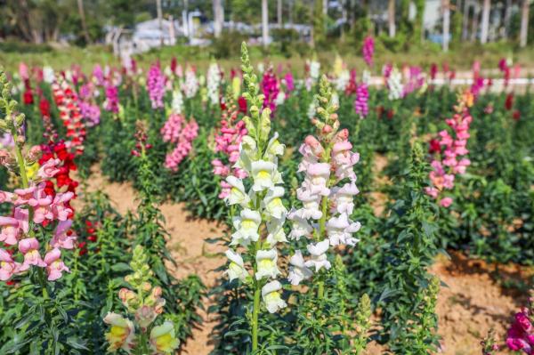 美丽乡村百花节