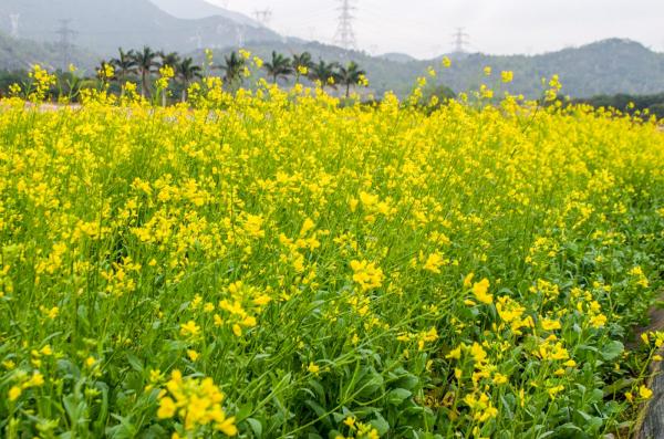 美丽乡村百花节