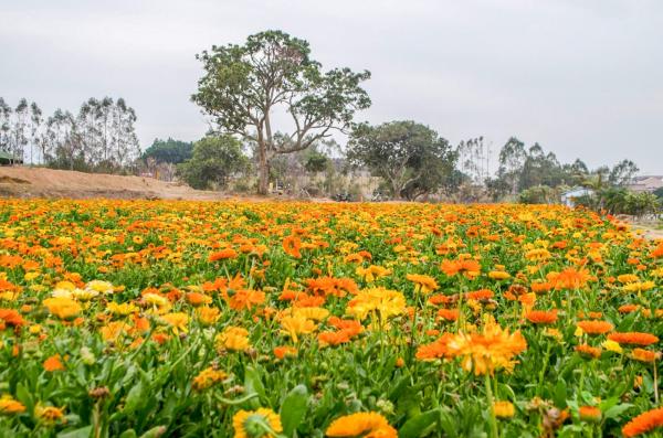 美丽乡村百花节